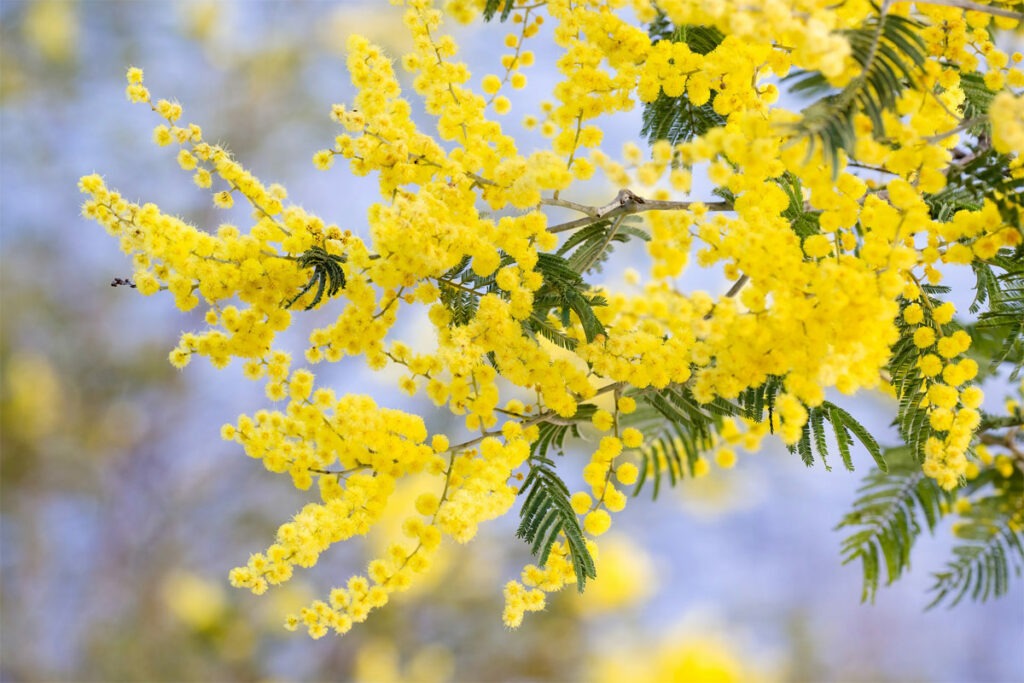 Akazie mit Blüten