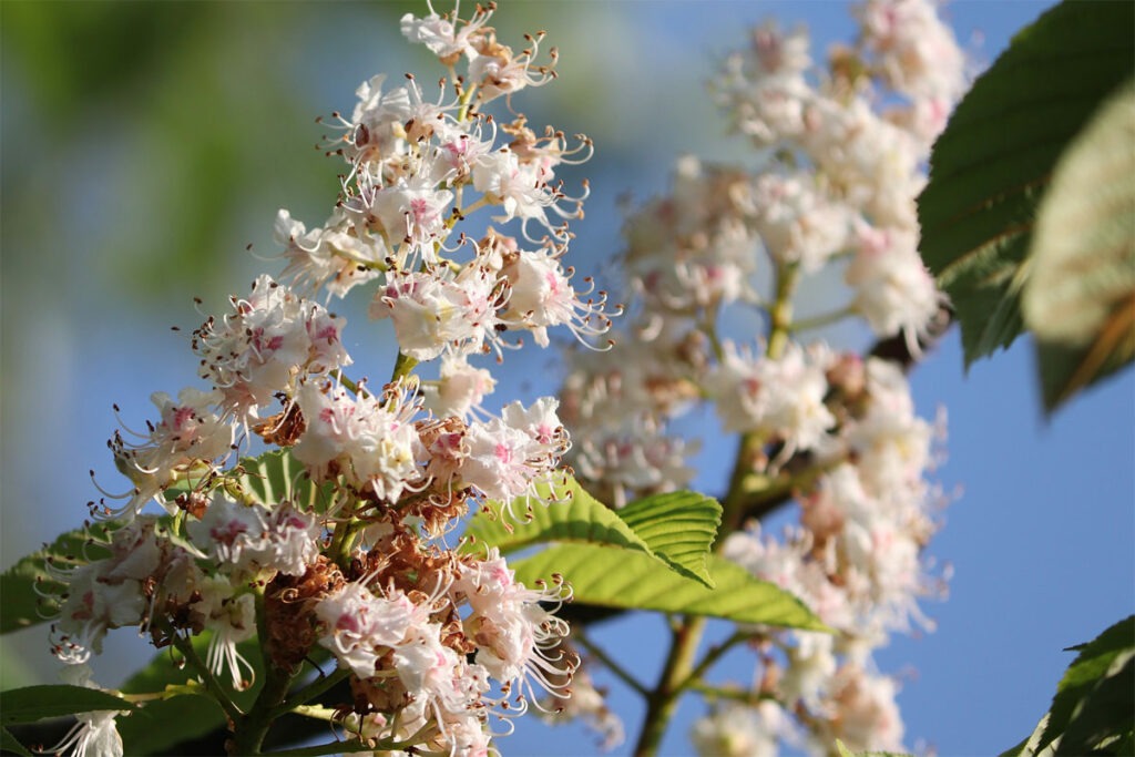 Kastanie mit Blüten