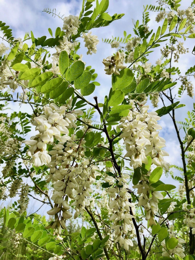 Robinie mit Blüten und Blättern