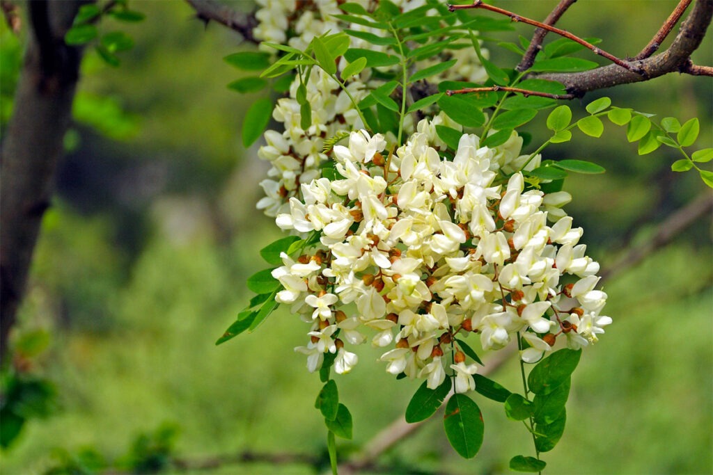 Blüten der Robinie