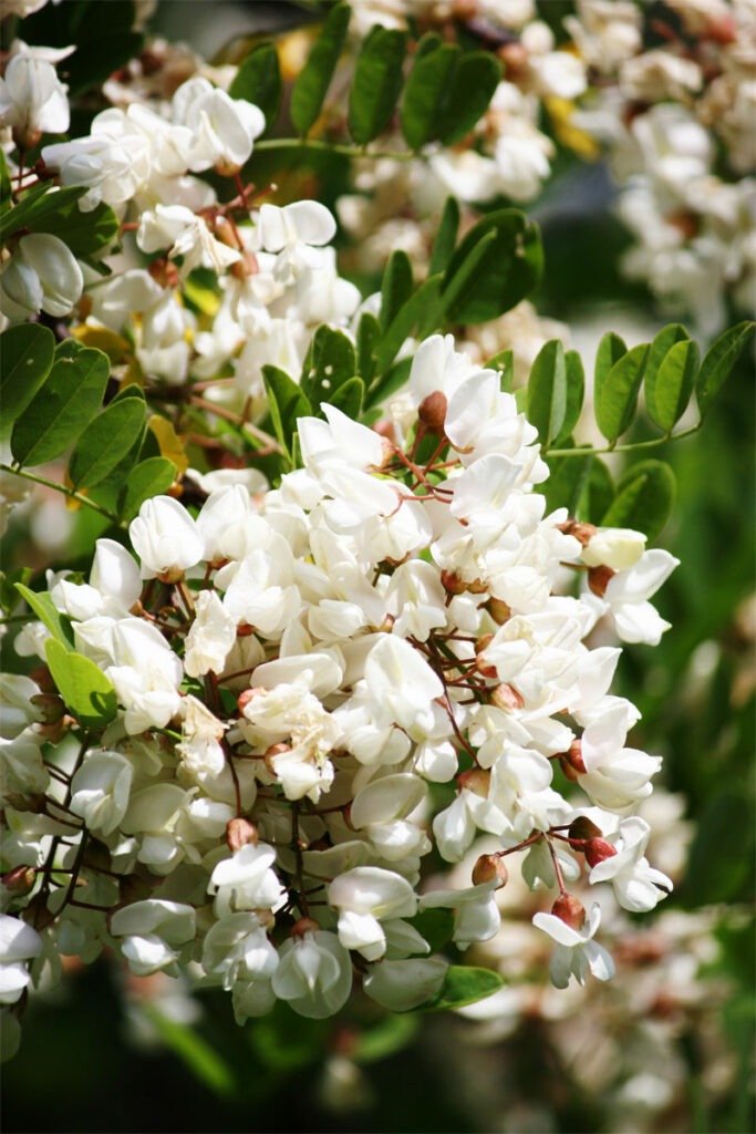 Akazie mit weißen Blüten