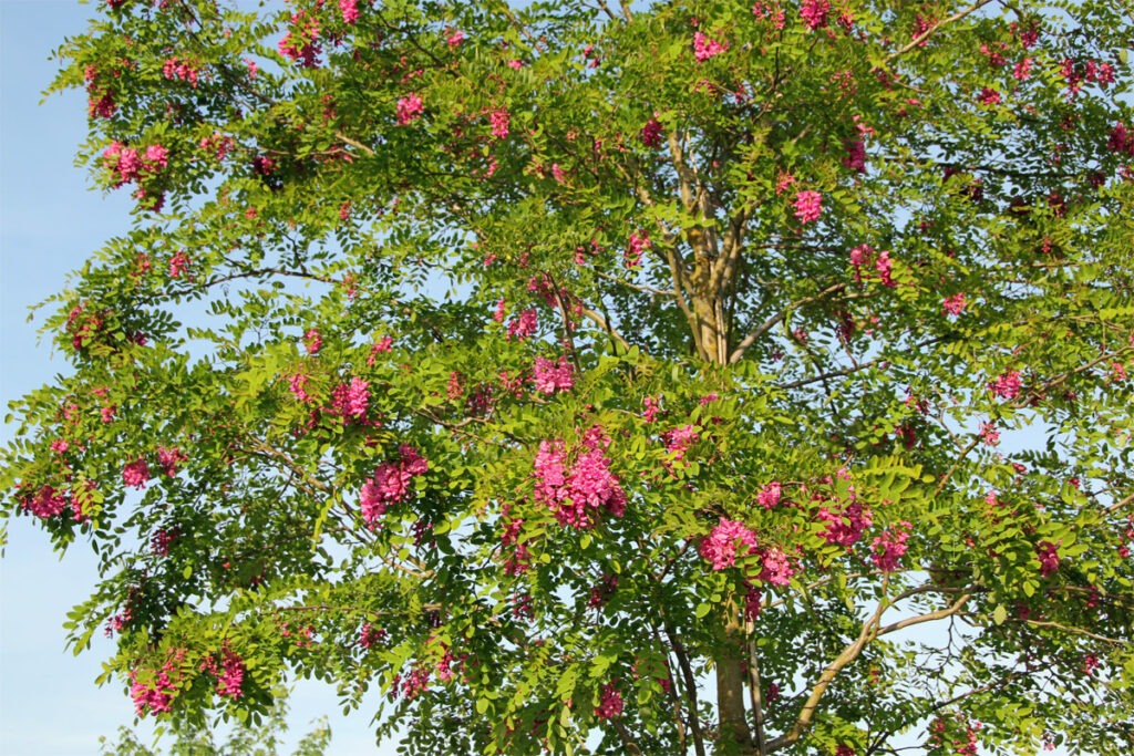 Robinienbaum blüht mit roten Blüten