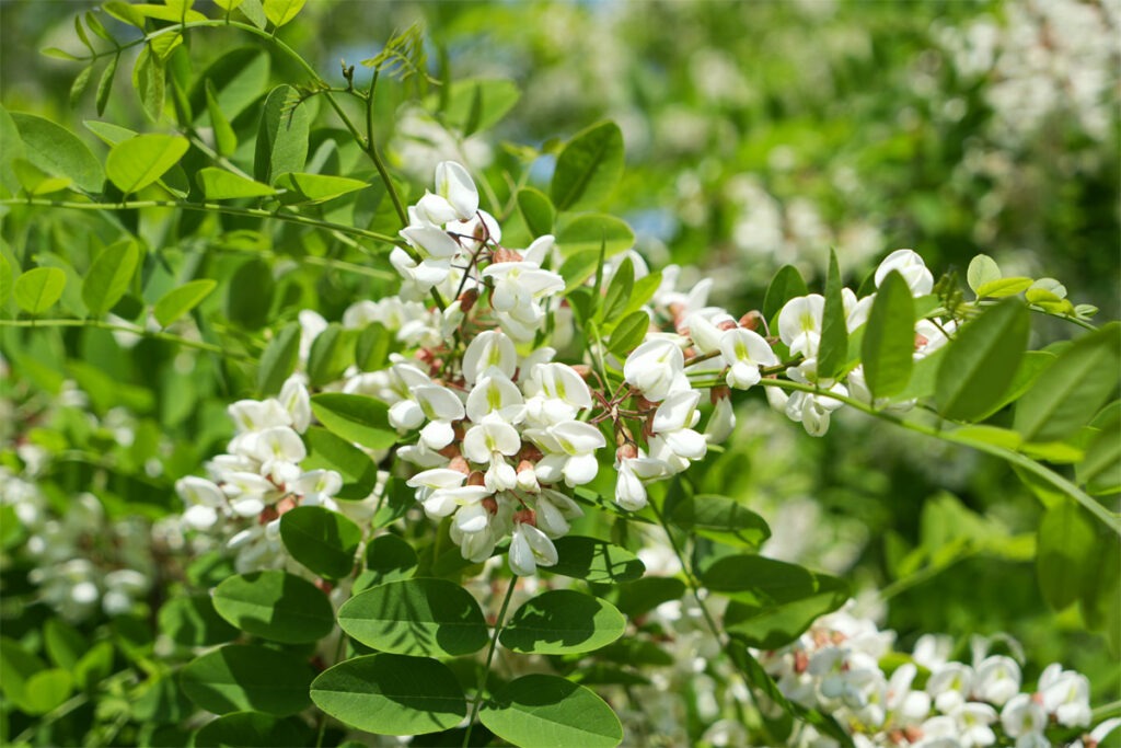 Blüte einer Robinie