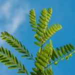 Akazien Baum