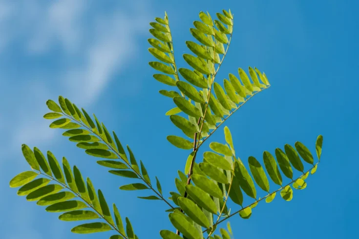 Akazien Baum