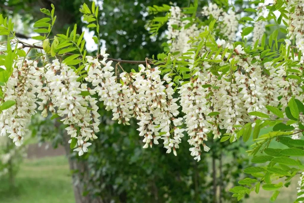 Akazien Baum