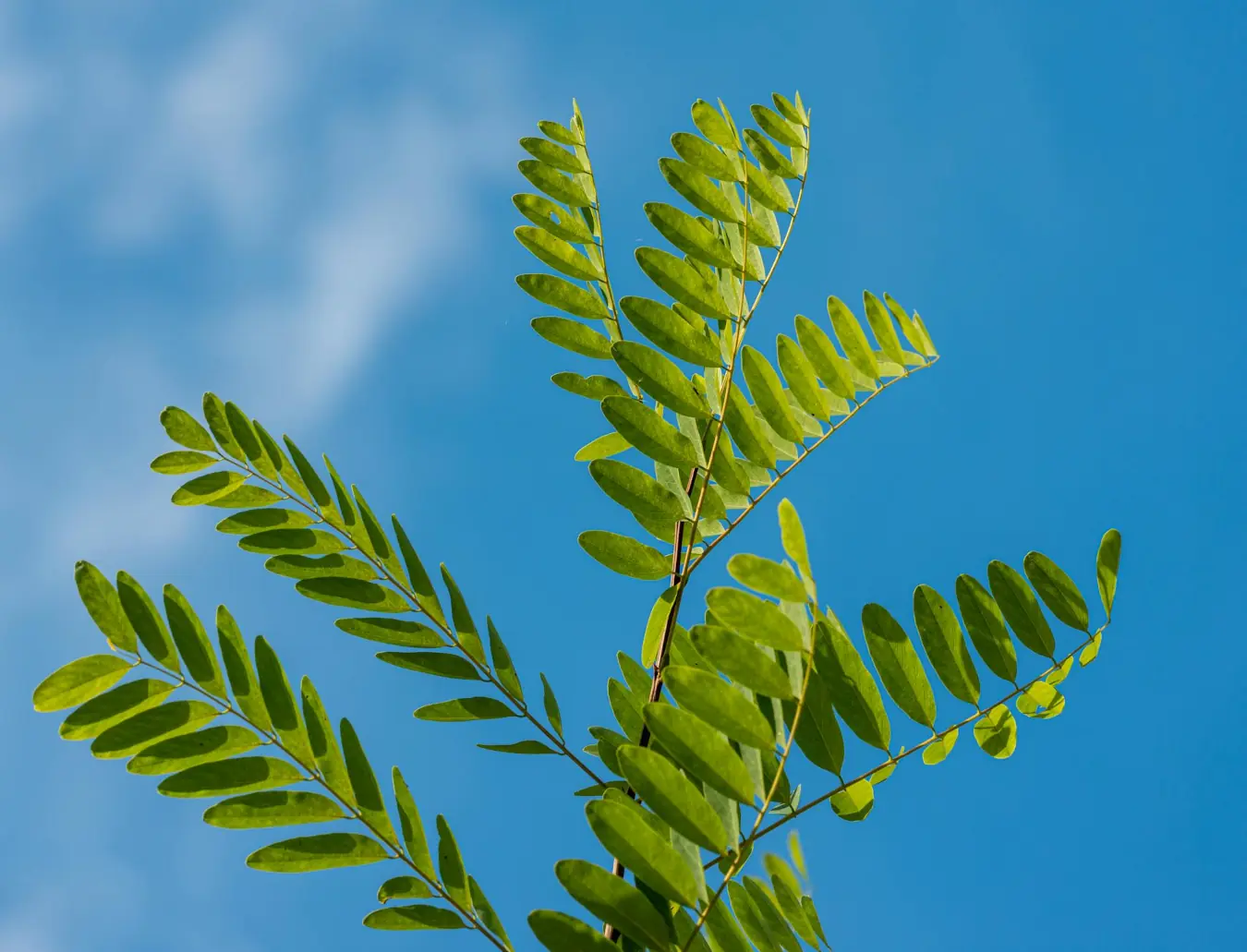 Akazien Baum