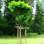 Kugelrobinie