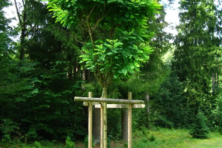 Kugelrobinie