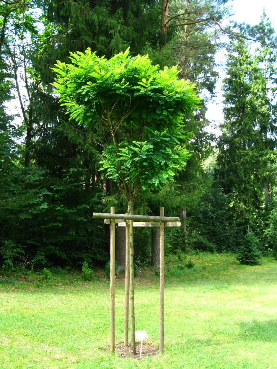 Kugelrobinie