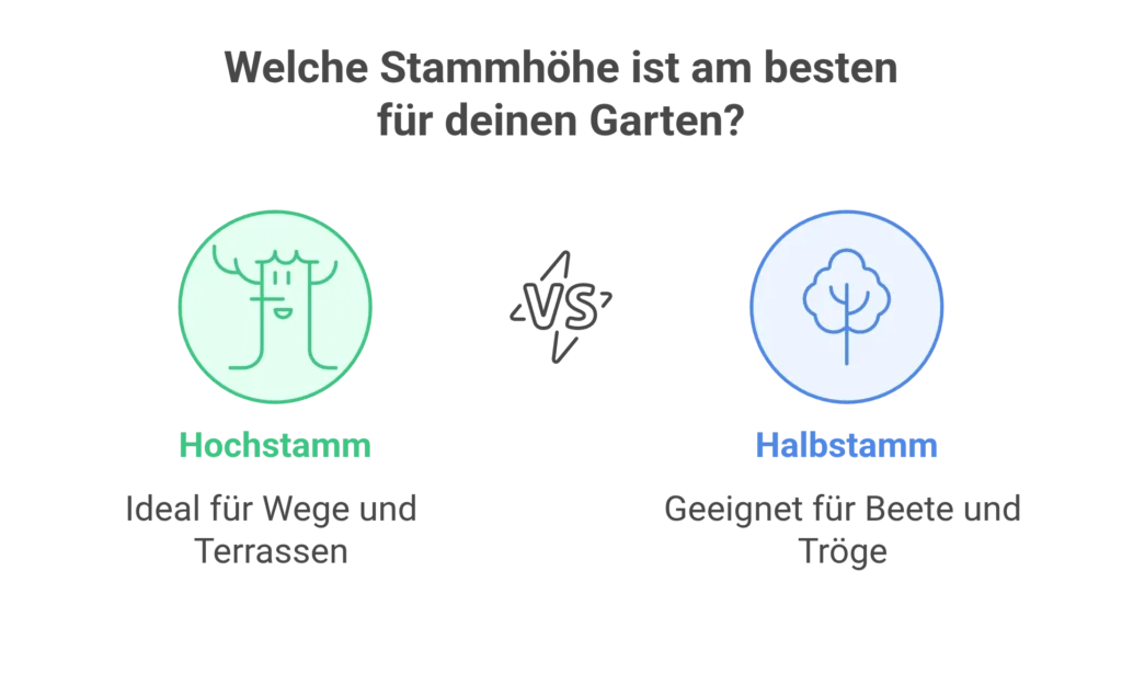 Welche Stammhöhe bei einer Kugelrobinie ist die richtige?